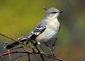northern_mockingbird_glamour