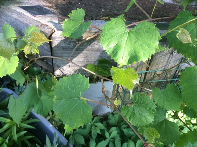 Revelation_6_Come_And_See