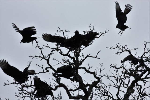 black-buzzards-in-tree-silhouette.jpg