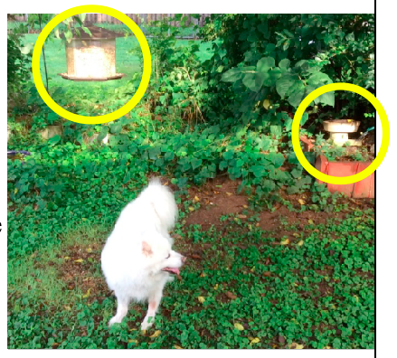 Scooter The Guard Dog 2.png